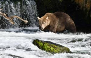 Brown bear fishing at a waterfall during an Alaska bear viewing tour