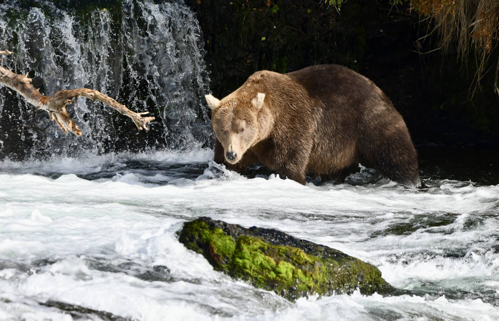 Brown Bear Fishing at Waterfall Brown bear fishing at a waterfall during an Alaska bear viewing tour