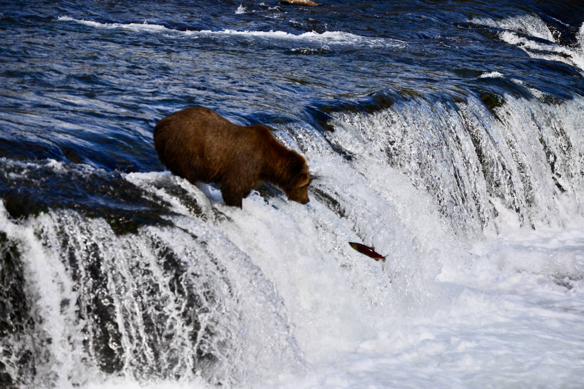 Brown bear fishing at an Alaska waterfall during a bear viewing tour