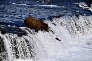 Brown bear fishing at Brooks Falls in Katmai National Park Alaska