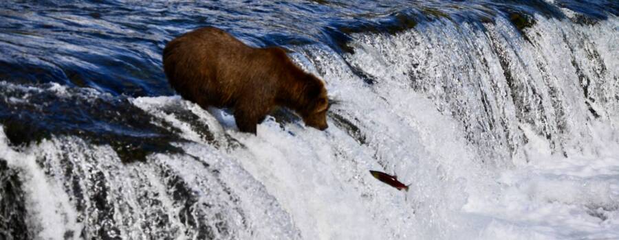 Brown bear fishing at Brooks Falls in Katmai National Park Alaska