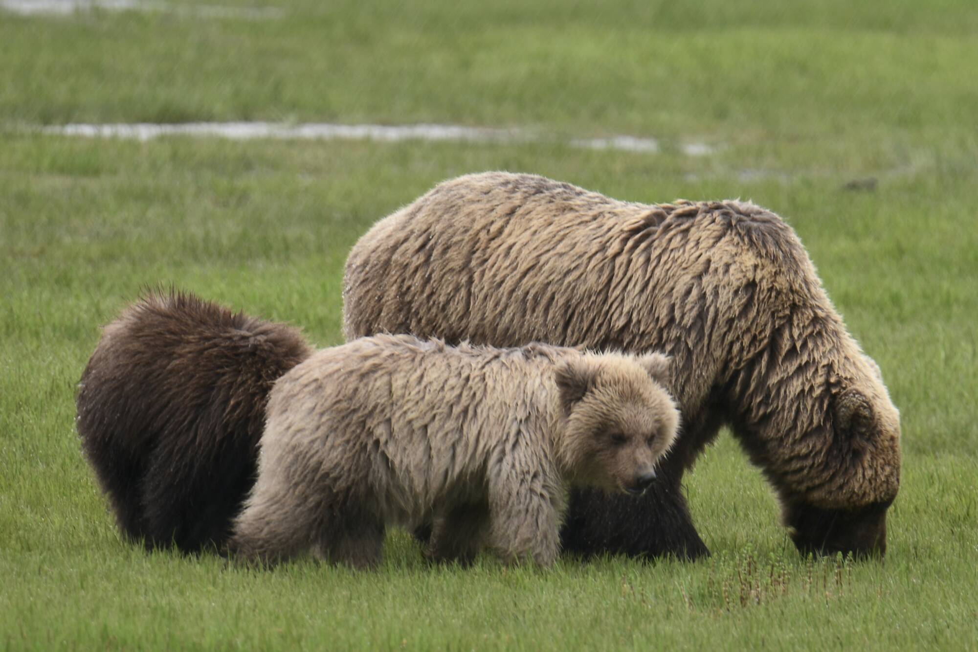 Mother brown bear with cubs in Alaska during a bear viewing tour
