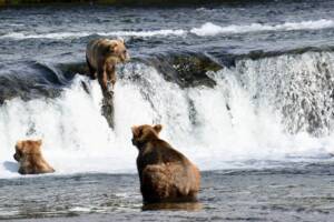 Katmai National Park for Serious Alaska Travelers