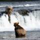 Katmai National Park for Serious Alaska Travelers