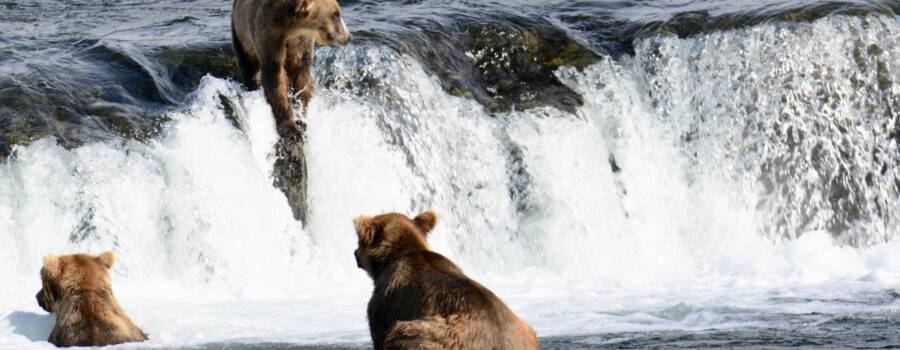 Katmai National Park for Serious Alaska Travelers