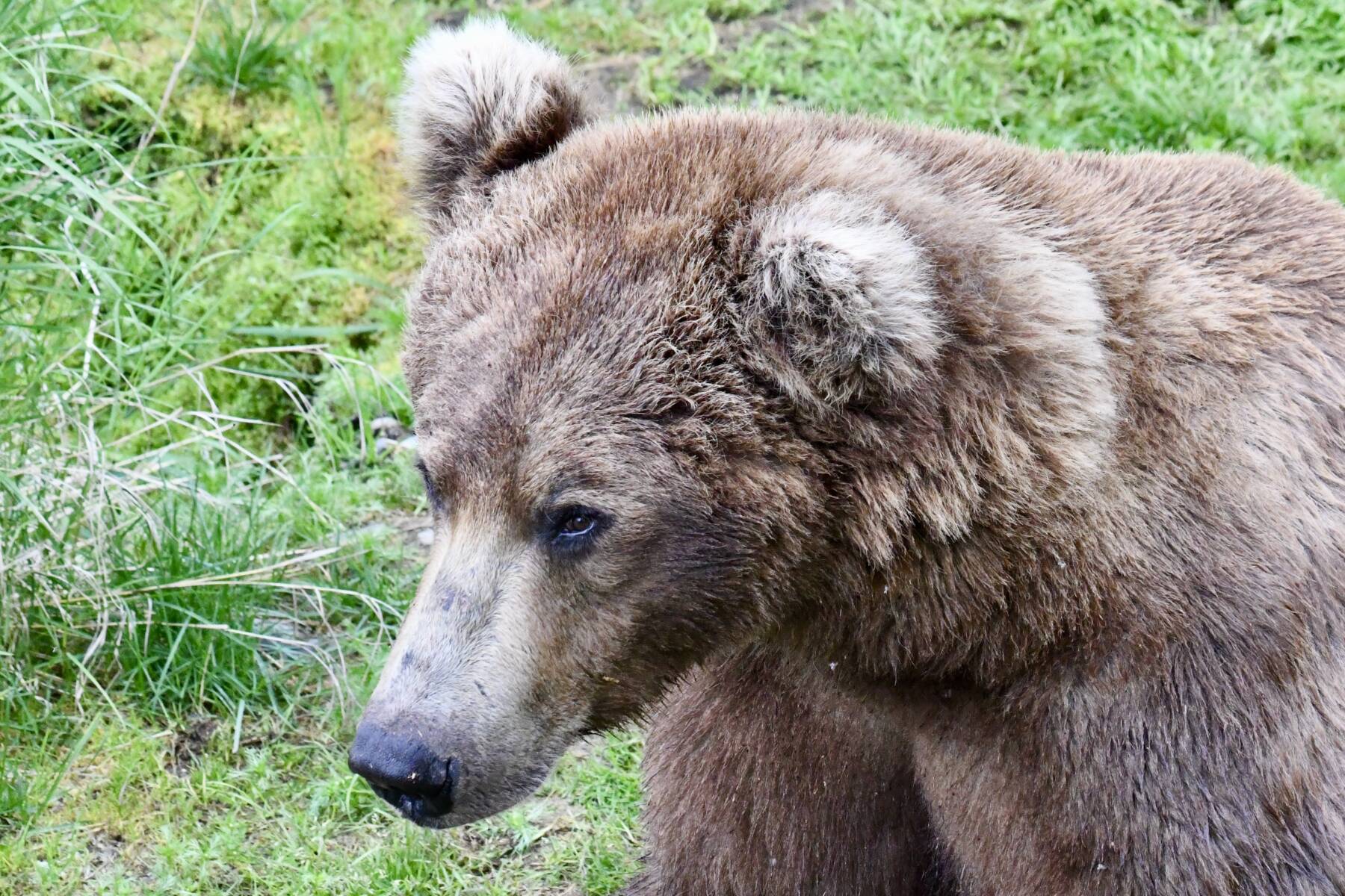 Brown bear seen on a Katmai National Park bear viewing tour from Homer Alaska