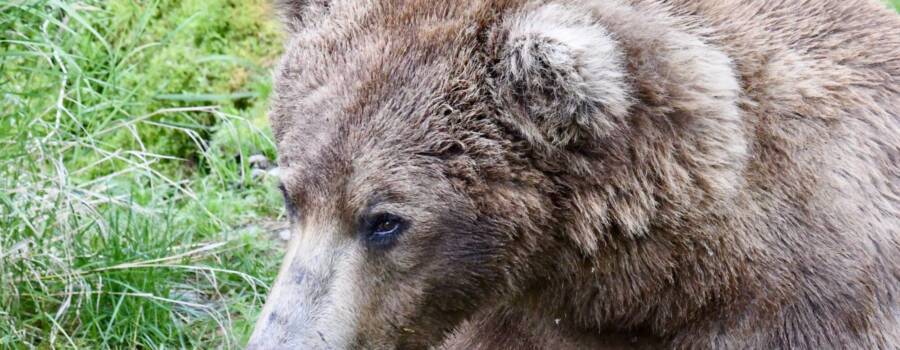 Brown bear seen on a Katmai National Park bear viewing tour from Homer Alaska