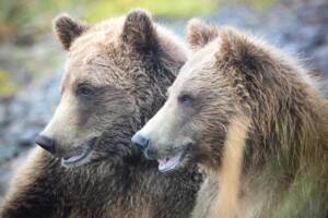 Two brown bears during an Alaska bear viewing tour from Homer