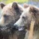 Alaska Safari Tours for Real Wild Access