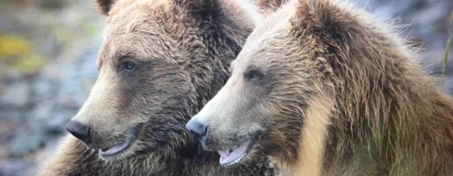 Two brown bears during an Alaska bear viewing tour from Homer