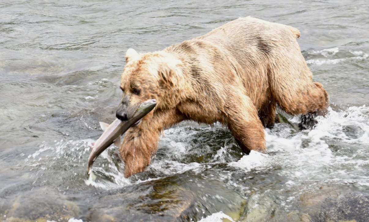 Brown Bear Fishing for Salmon in Alaska Brown bear fishing for salmon in Lake Clark National Park on an Alaska bear viewing tour from Homer.