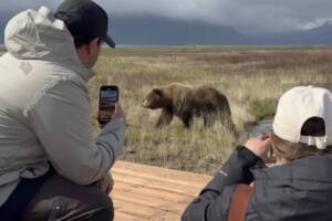 Lake Clark Bear Viewing Day Trip Guide