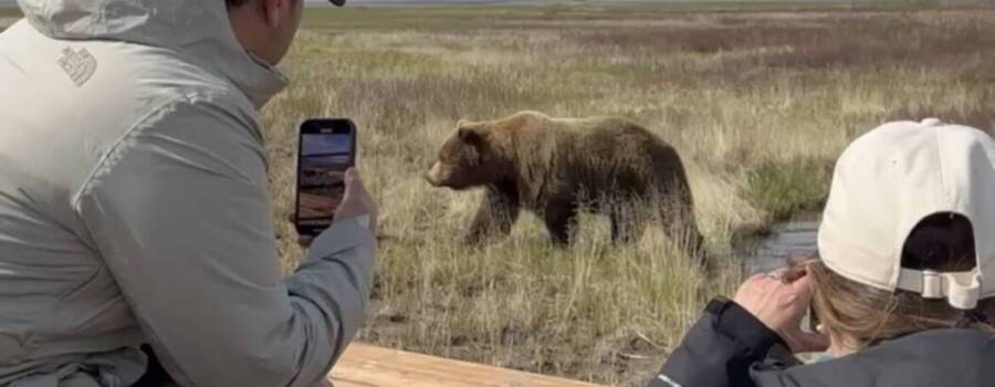 Lake Clark Bear Viewing Day Trip Guide