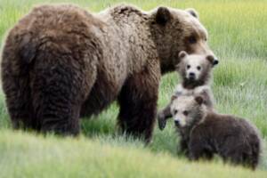 Brown bear sow with two cubs during an Alaska Ultimate Safaris bear viewing tour in Lake Clark National Par
