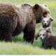 Bear Viewing in Alaska Done Right