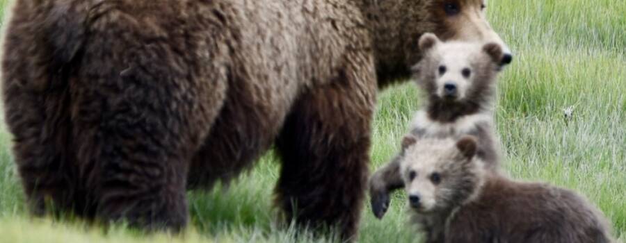 Brown bear sow with two cubs during an Alaska Ultimate Safaris bear viewing tour in Lake Clark National Par