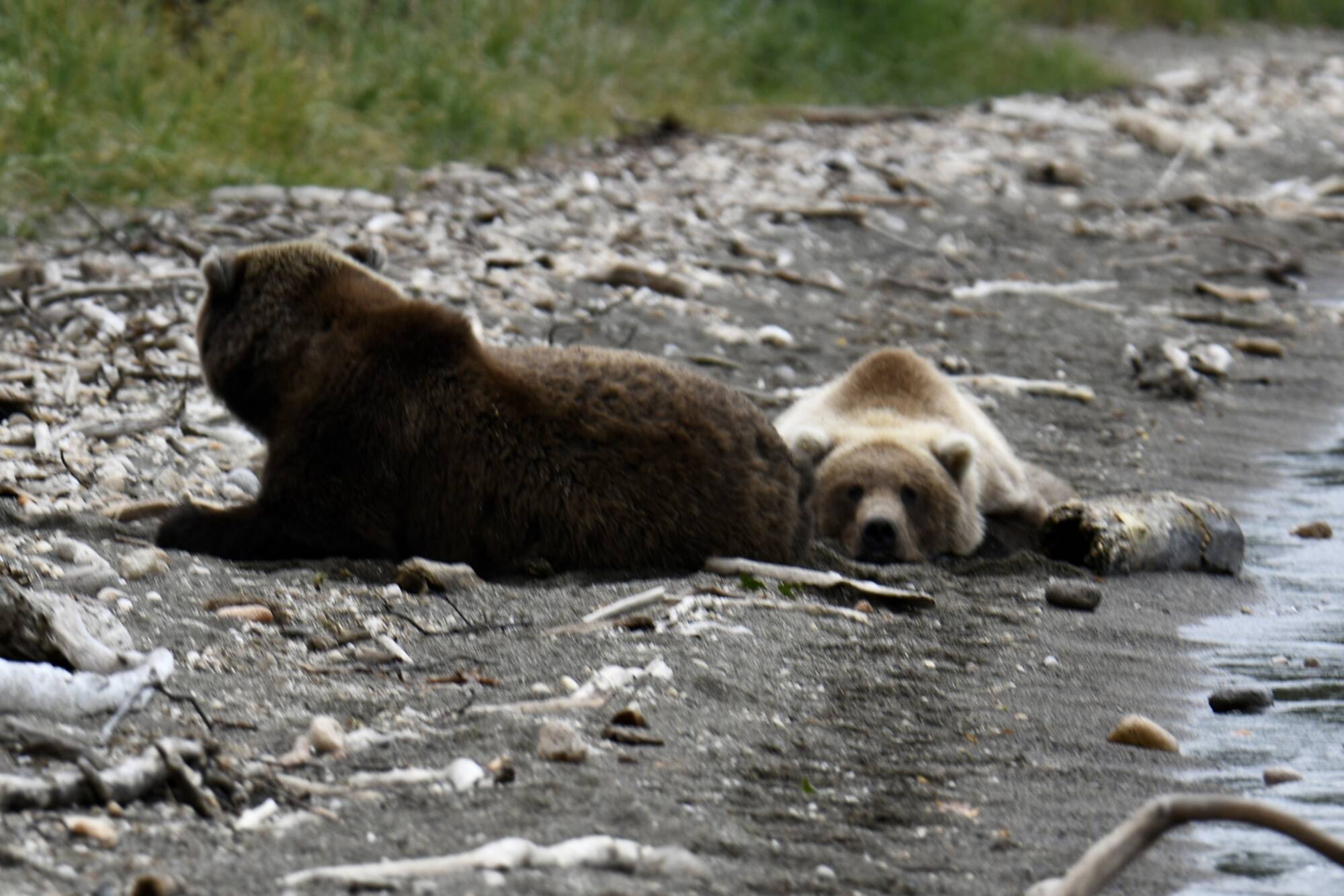 Brown bear resting in a river during an Alaska bear viewing safari