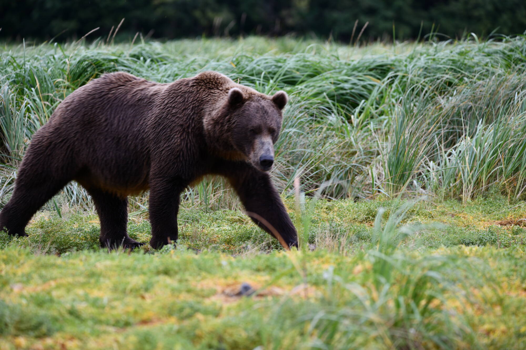 Coastal brown bear walking through remote Alaska during a private wildlife safari