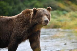 Homer fly-out bear viewing tour