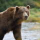 Homer Fly Out Bear Tours Worth Booking