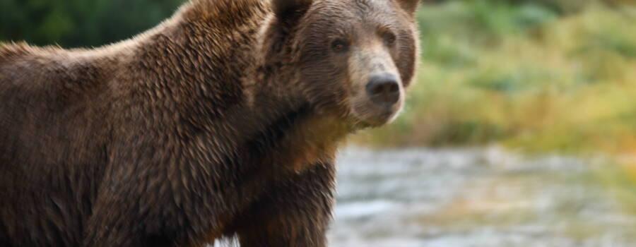 Homer fly-out bear viewing tour