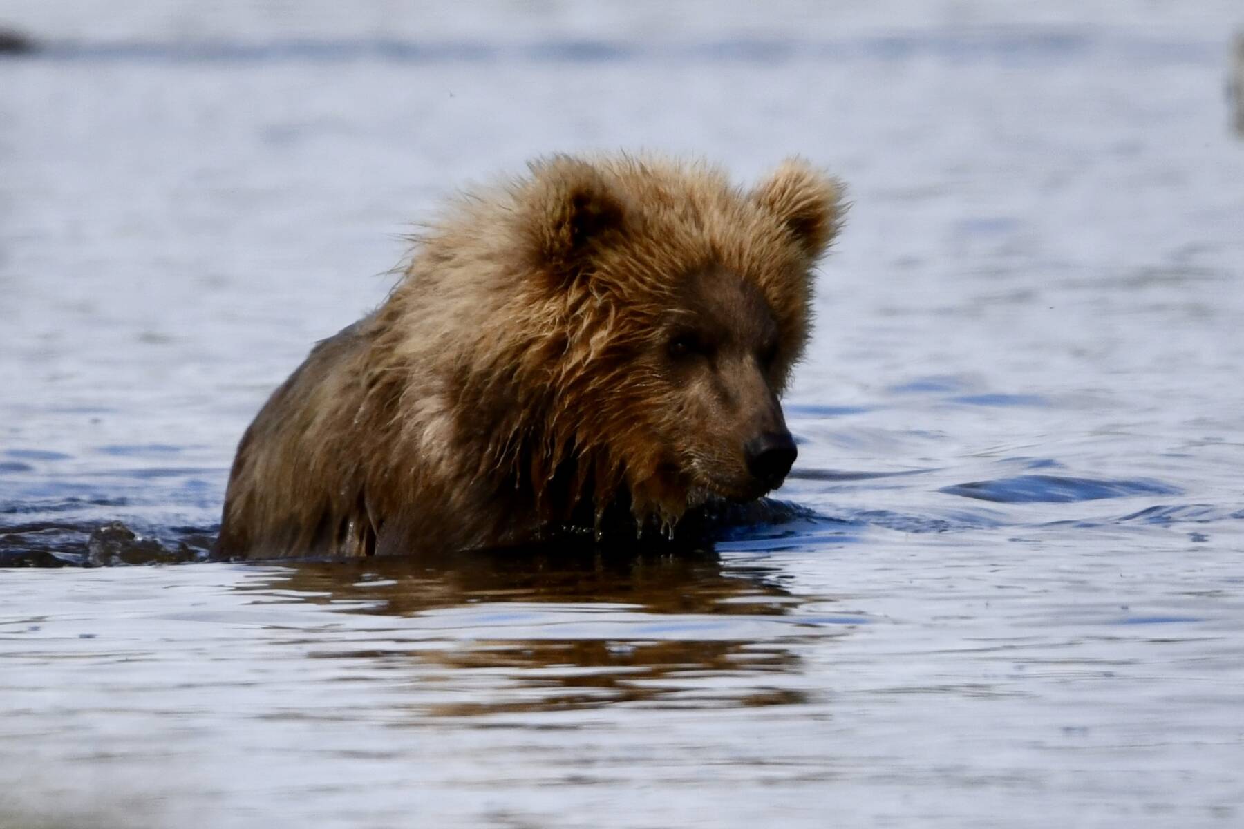 bear-viewing safari