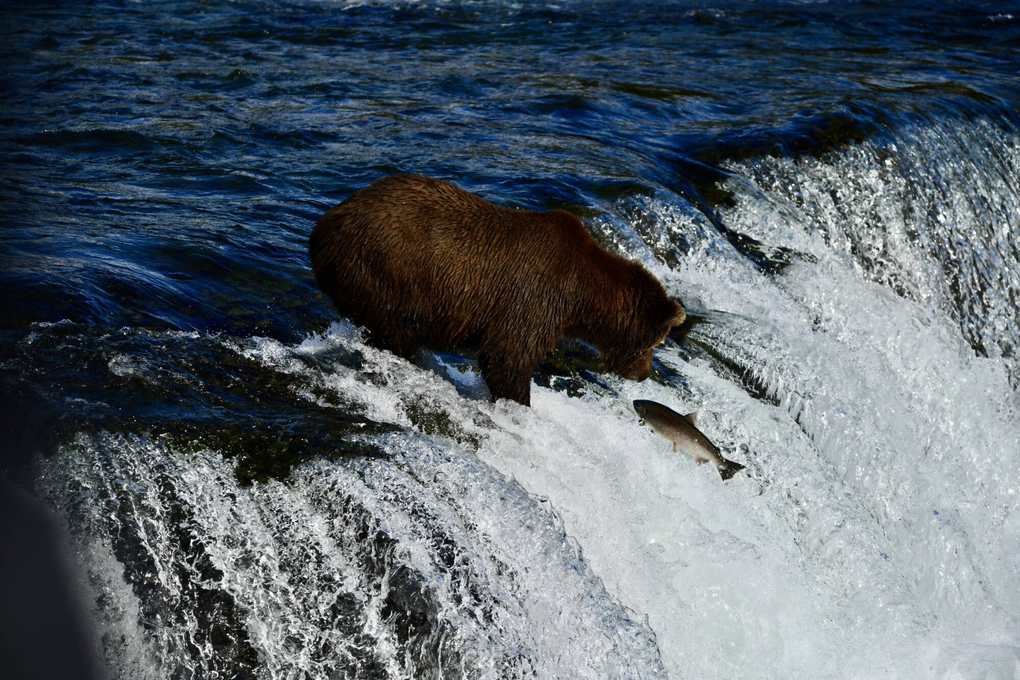 Brown bear at Brooks Falls in Katmai National Park during an Alaska bear viewing tour from Homer.