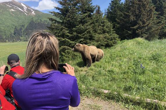 Guests photographing a brown bear beside an Alaska forest