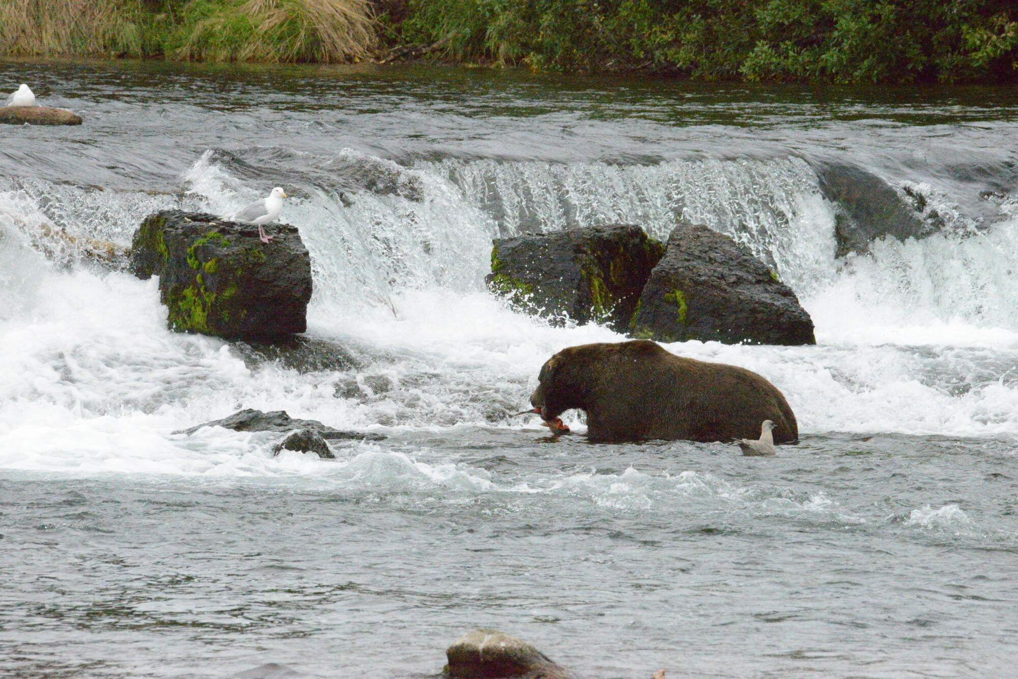 Brown bears fishing at Brooks Falls during an Alaska bear viewing tour