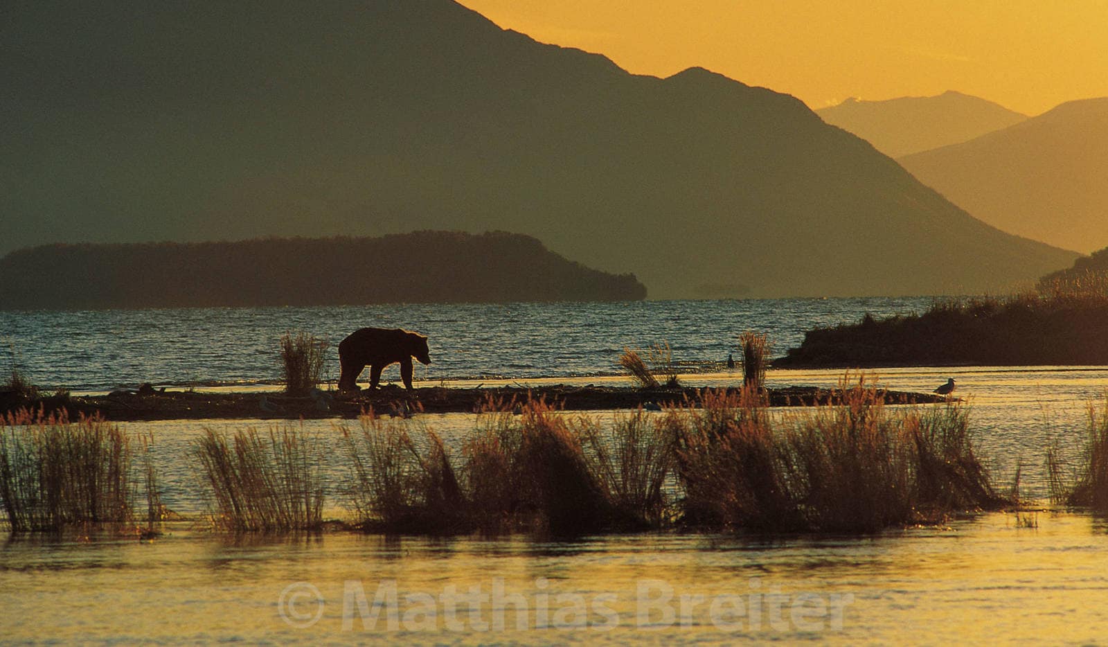 Wild brown bear in coastal Alaska at sunset