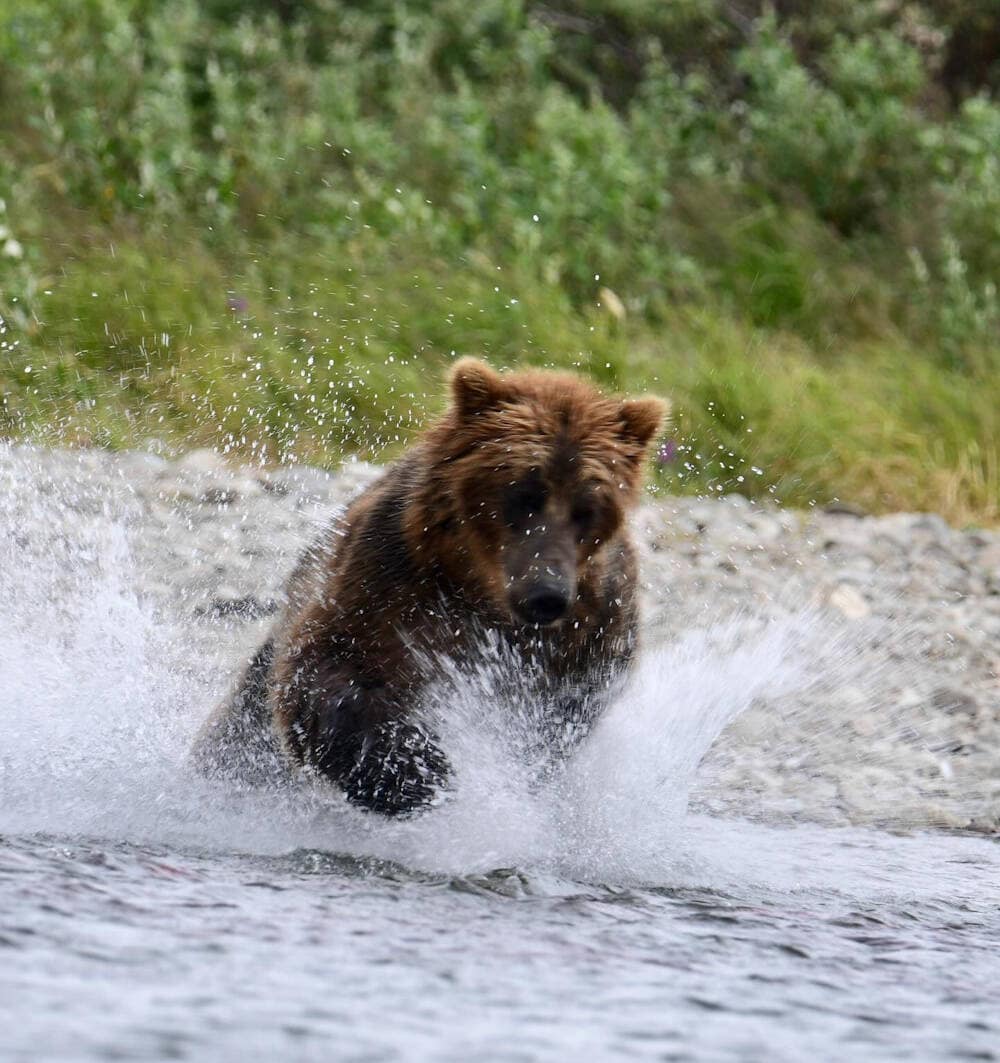 Wild brown bear running through shallow Alaska water