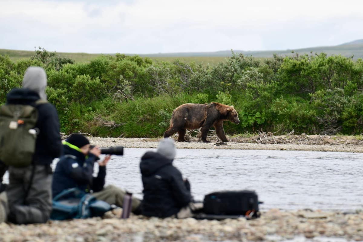 Guests photographing a coastal brown bear from across an Alaska river