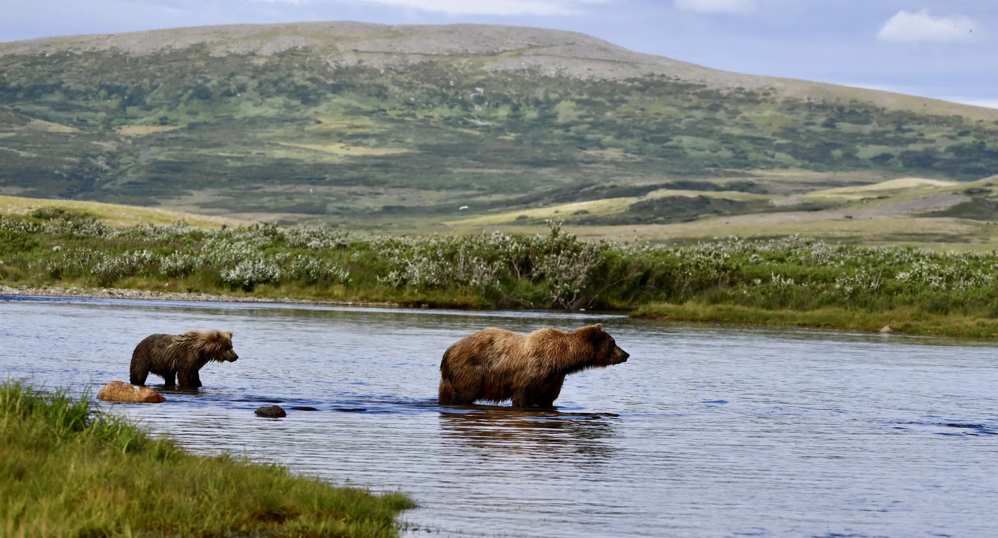 Brown bears in Lake Clark National Park during a remote Alaska bear viewing tour from Homer.