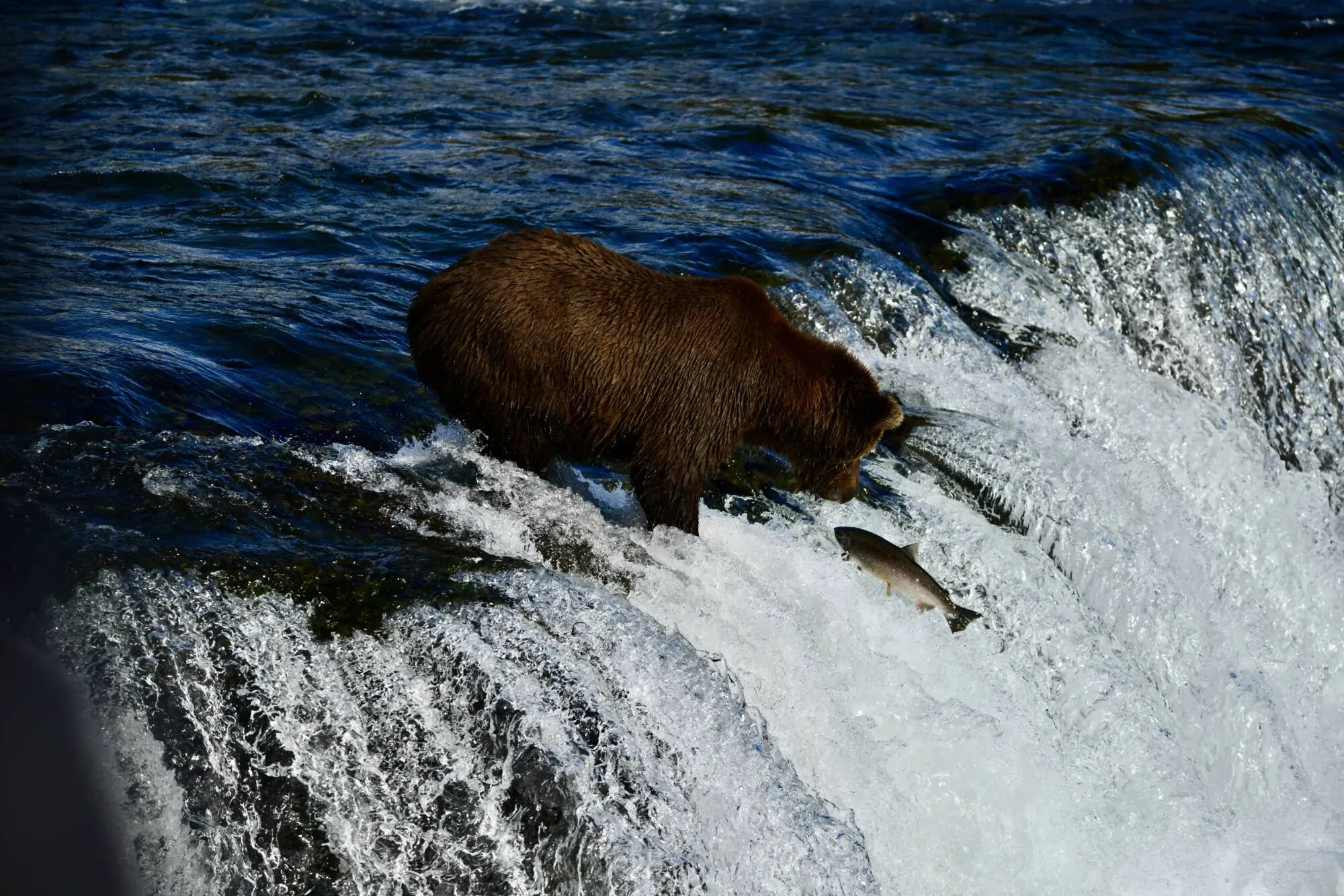 Brown bear at Brooks Falls in Katmai National Park during an Alaska bear viewing tour from Homer.