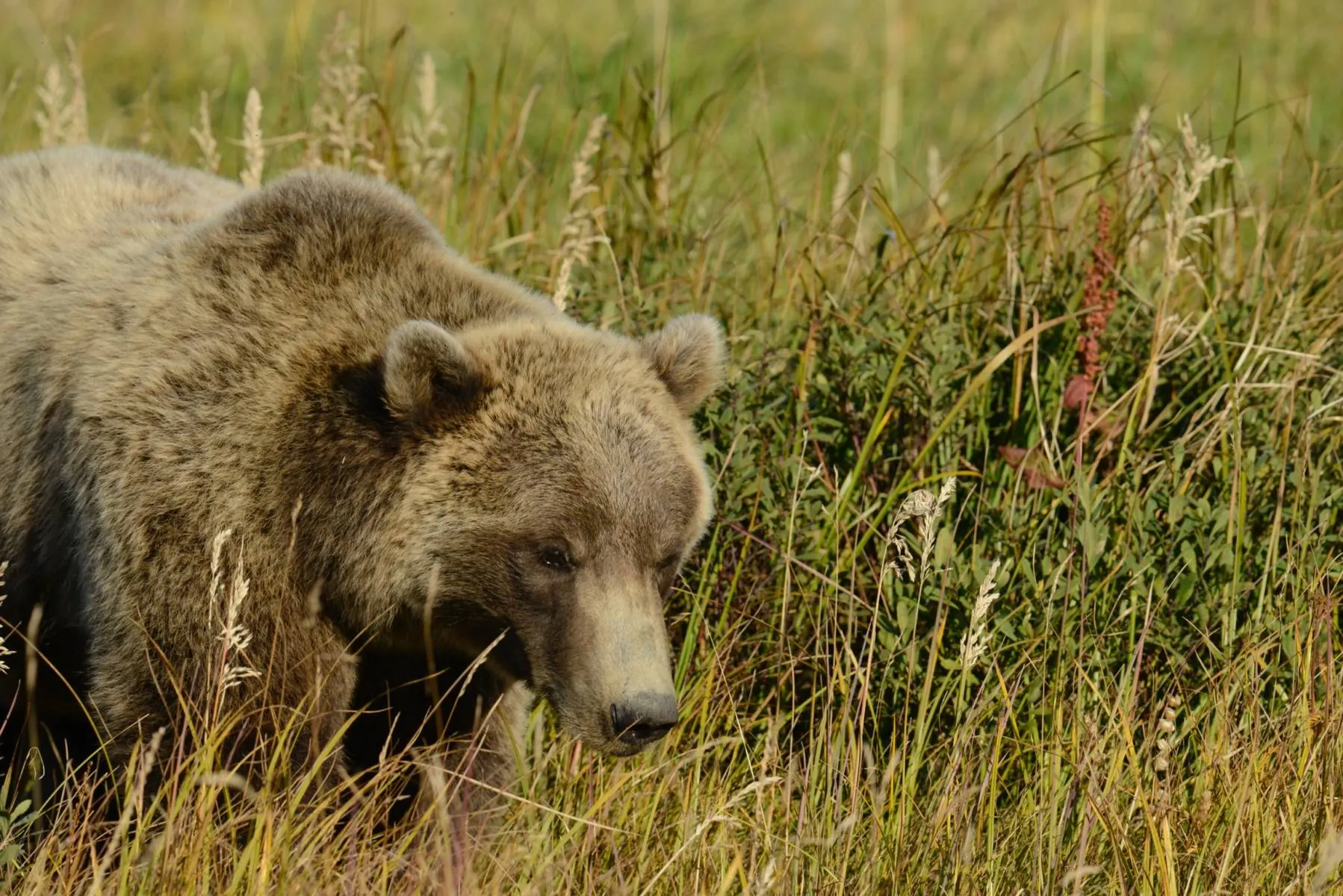 Brown bear walking through tall grass in Alaska
