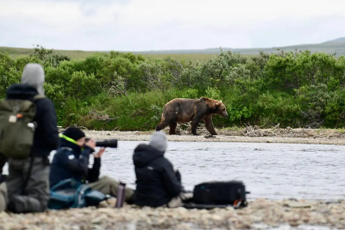 Guests photographing a coastal brown bear from across an Alaska river