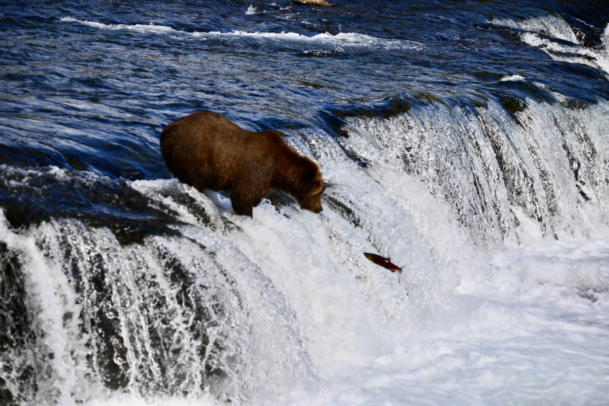 Brown bear fishing at Brooks Falls in Katmai National Park Alaska