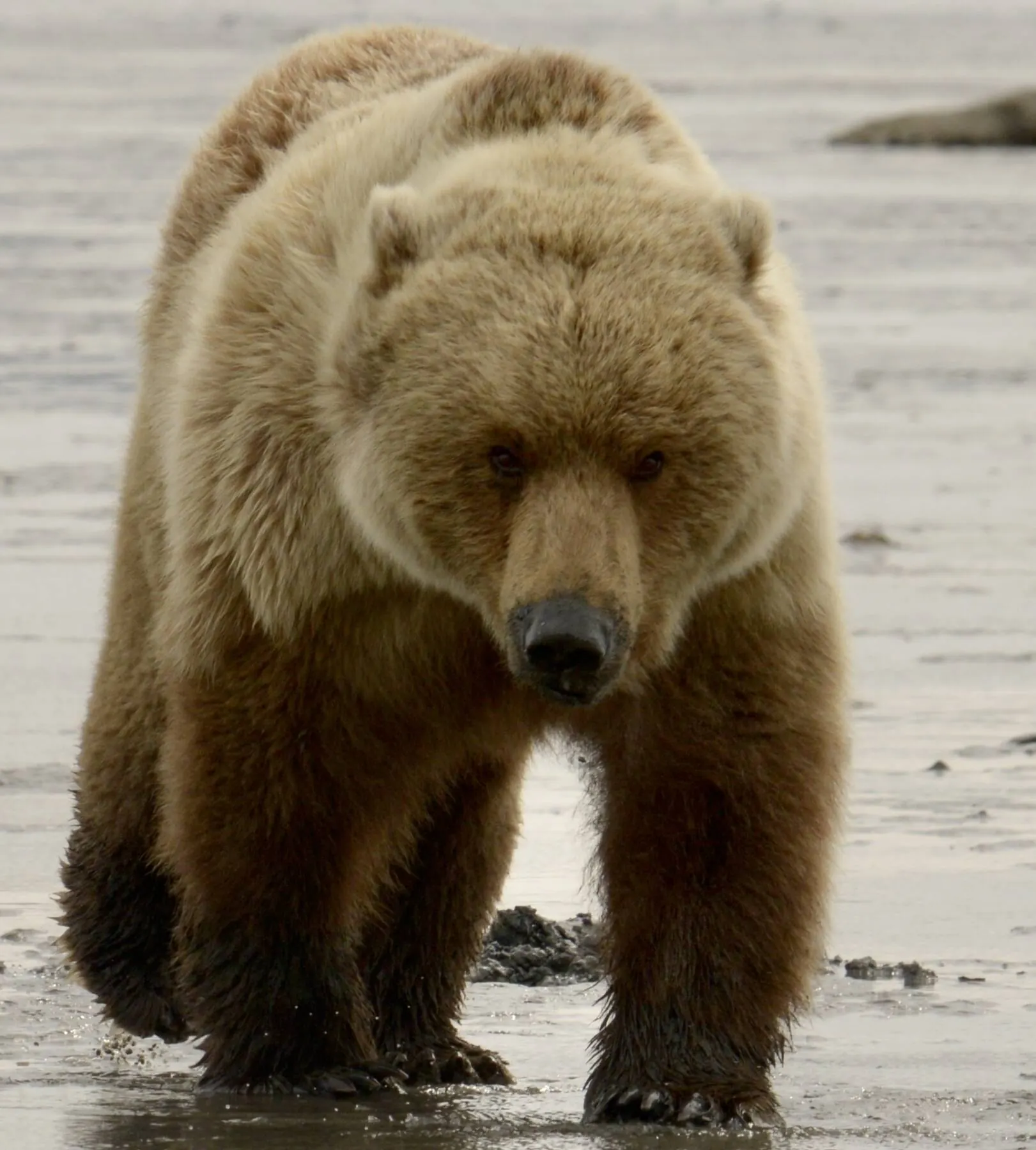 Brown bear walking toward the camera during an Alaska bear viewing safari