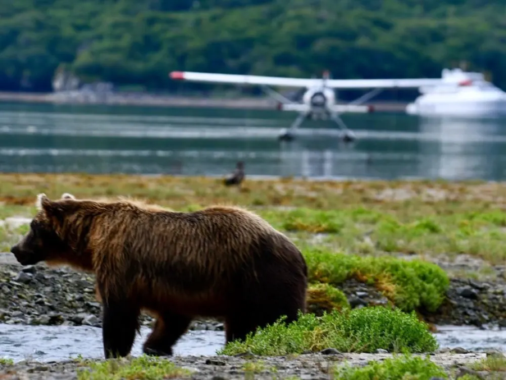 Alaska Ultimate Safaris floatplane near wild bear habitat